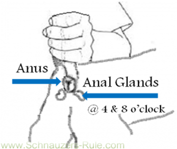Glands on your anus