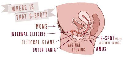 best of Diagram Clitoris g spot