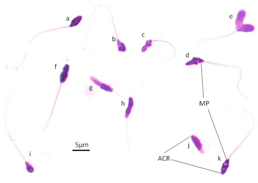 Dart reccomend Rodent sperm morphology