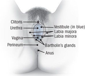 D-Day reccomend Perianal rash vulva clitoris painful
