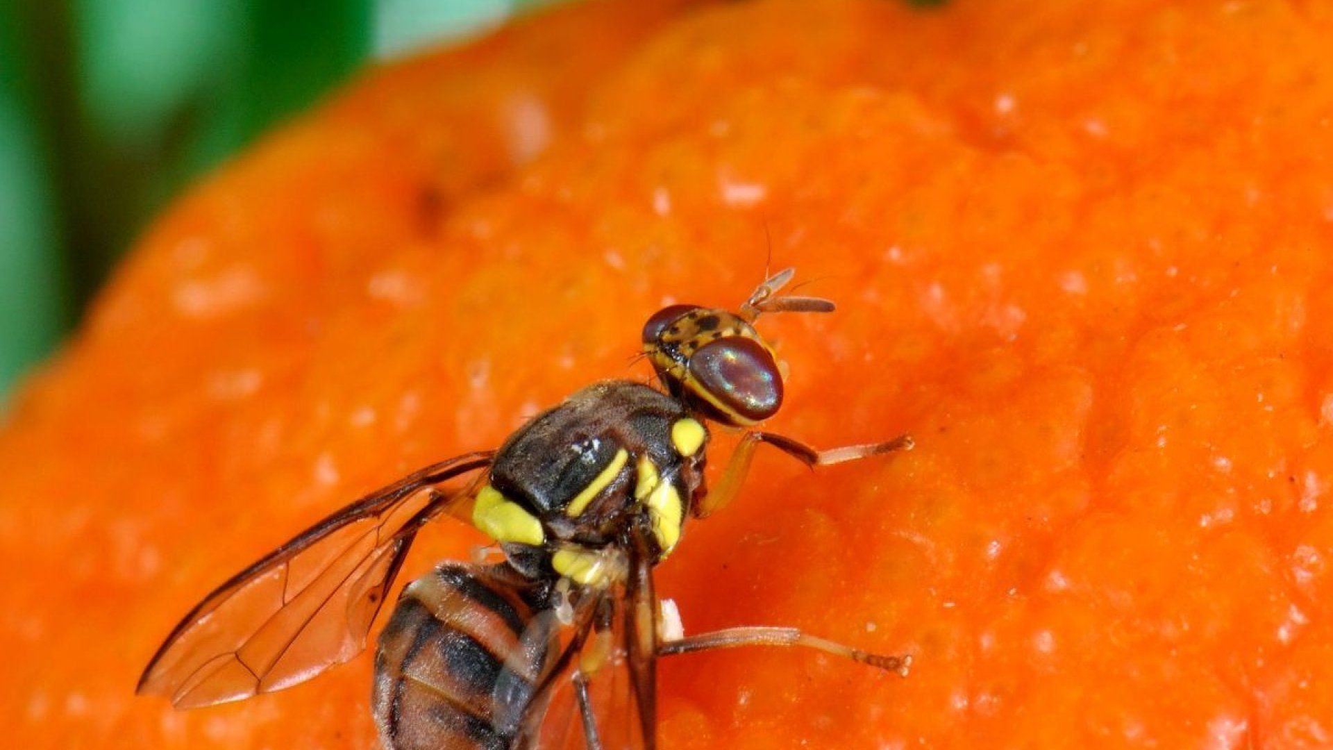Black L. reccomend Bisexual fruit fly