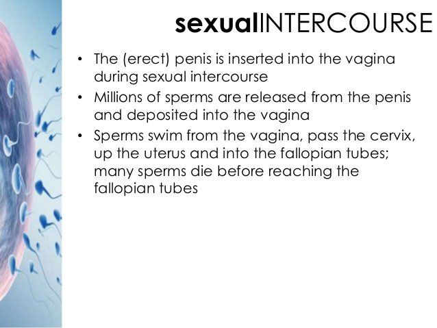 Erected penis in vagina