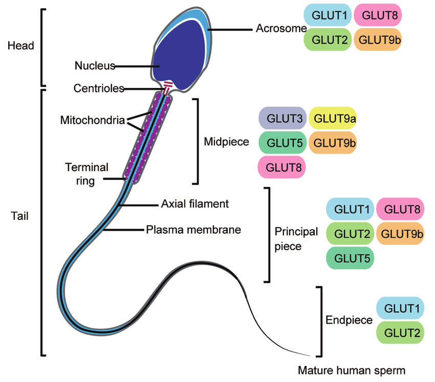 Nucleus of the sperm cell