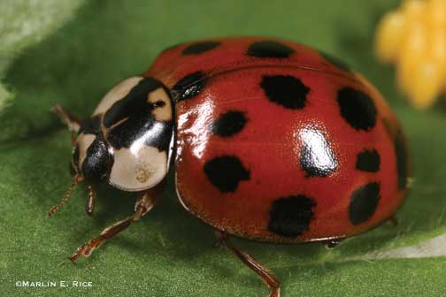 Specter reccomend Asian multicolored ladybug