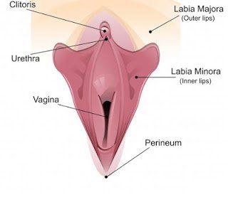 Hat T. reccomend Size of a clitoris