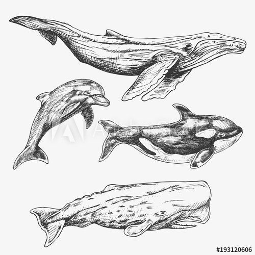 Venus recommendet whale sperm Sketch a