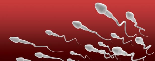 Han S. reccomend Abnormal sperm and birth defects