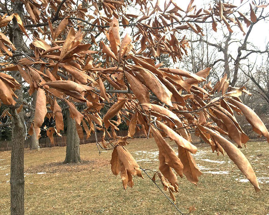 Mature oak marcescent