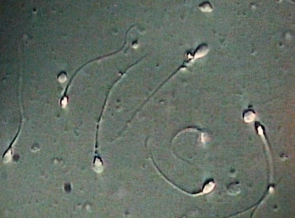 New study frequent sex sperm