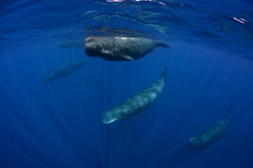 best of About sperm whale Unike the things