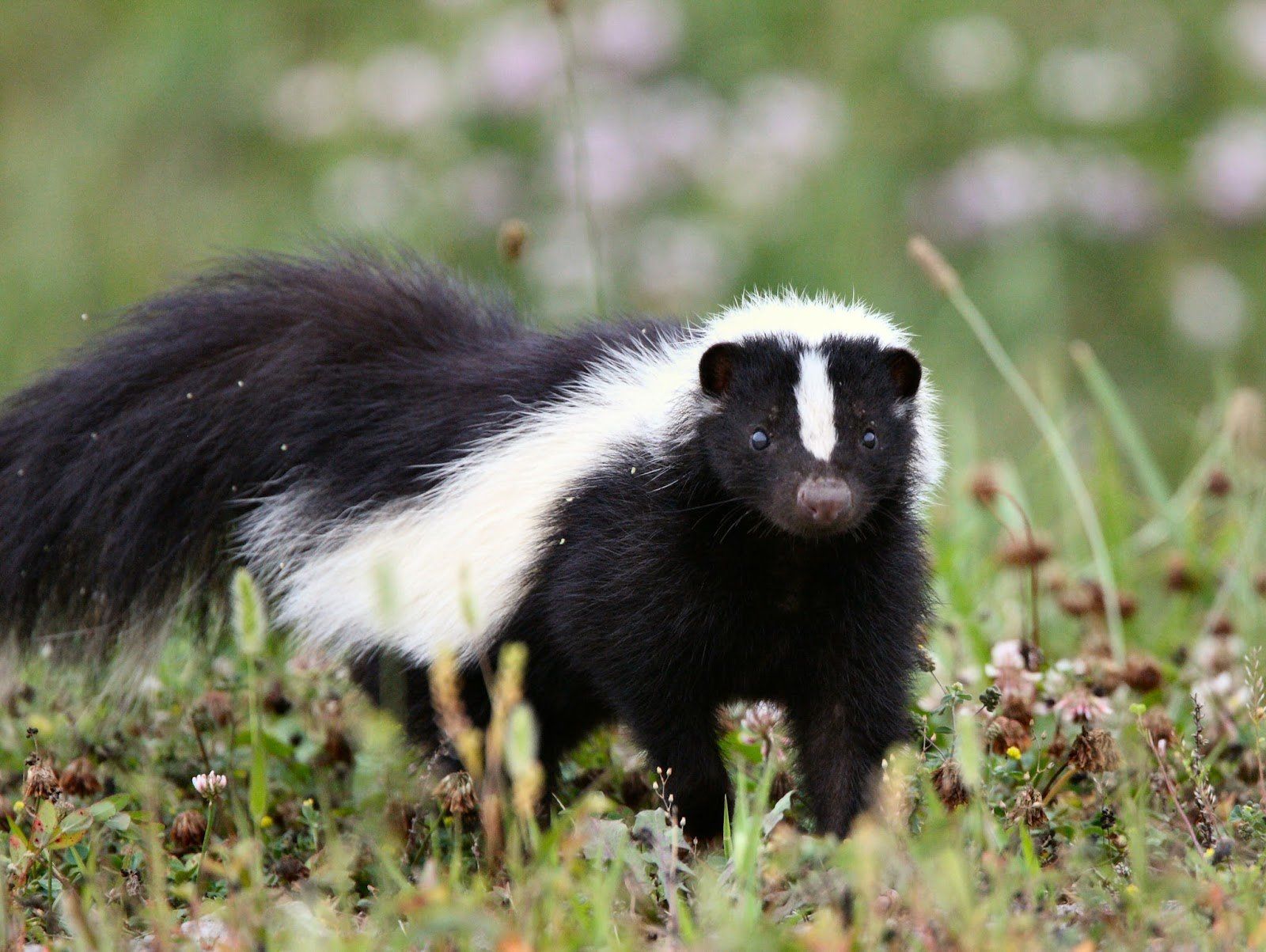 Tailgate reccomend Fun facts about skunks