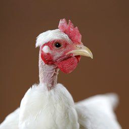 Hummer reccomend Chicken breeds turken naked necks