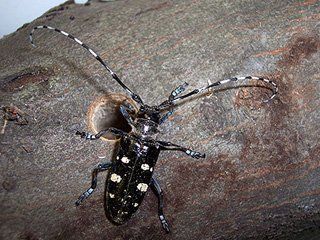 Asian longhorned beetle in massachusetts