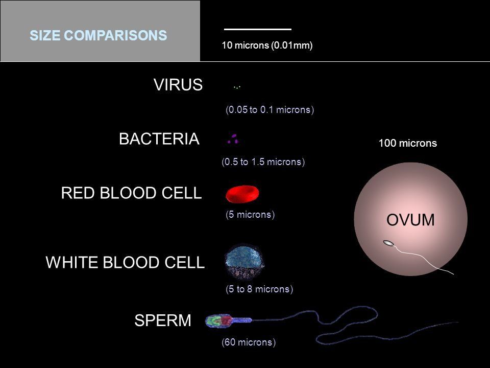White and red blood cells in sperm