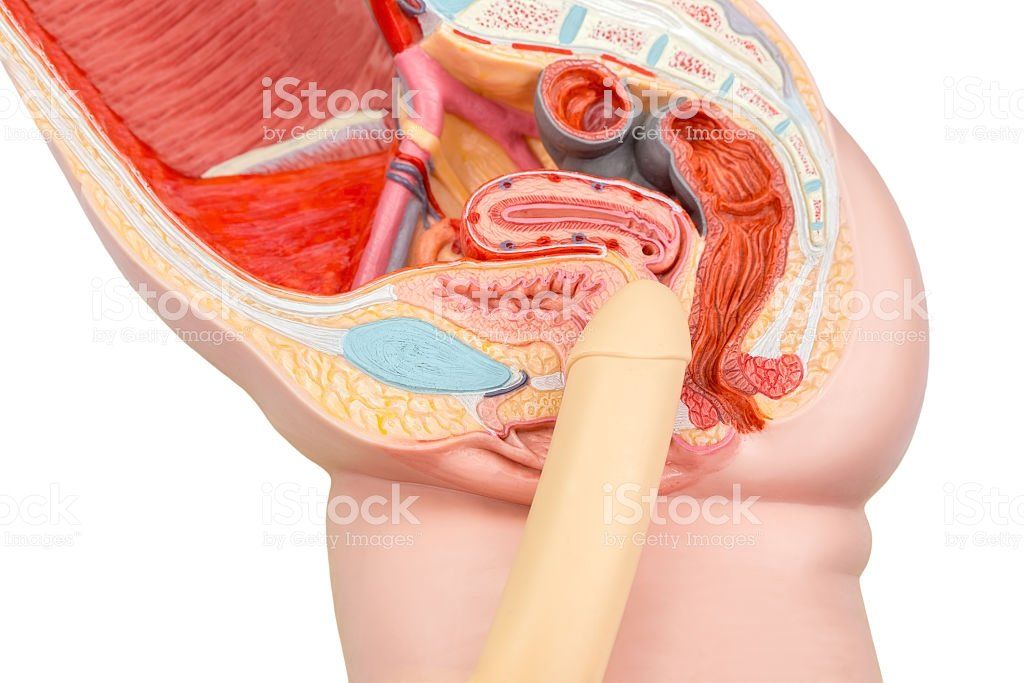 Claws reccomend Vagina digestive organ