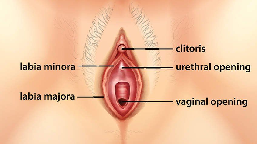 Preach reccomend Medical pictures of a womens clitoris