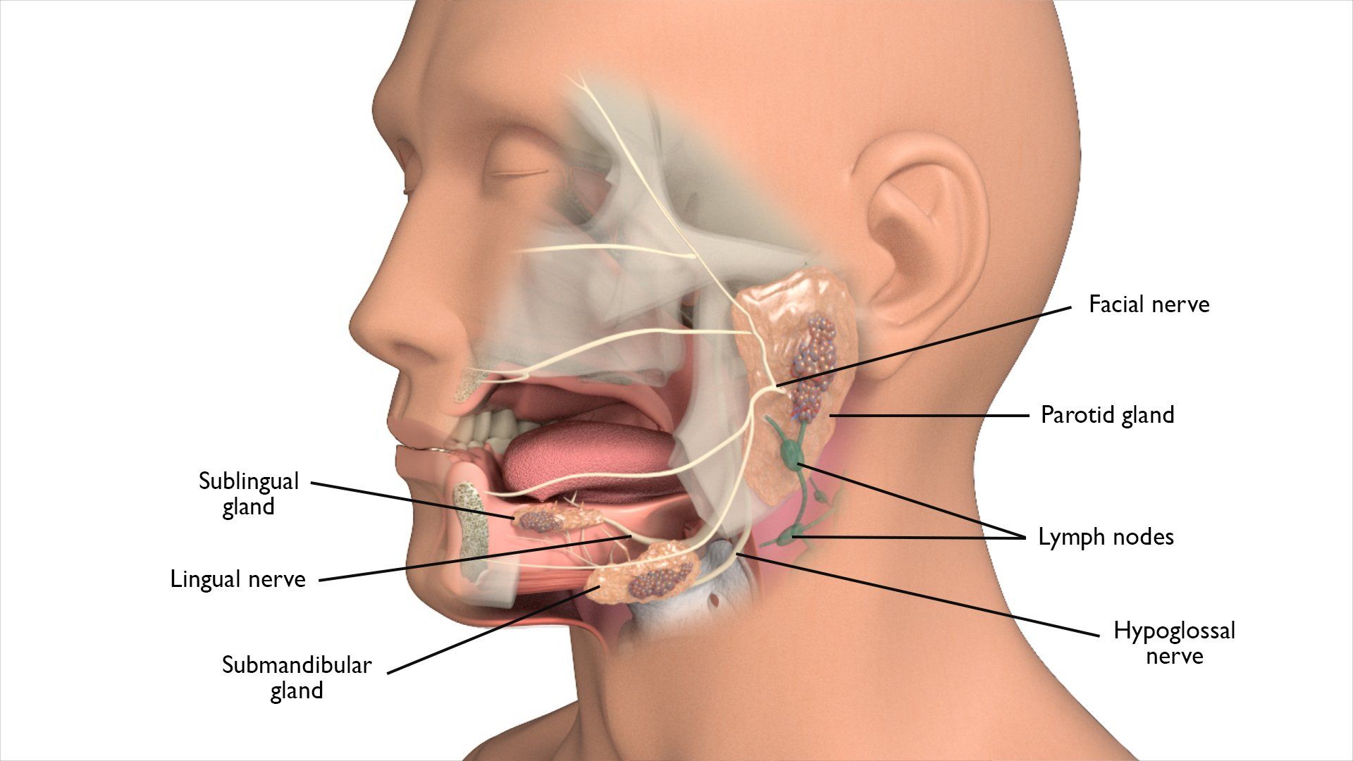 best of Facial glands and Neck