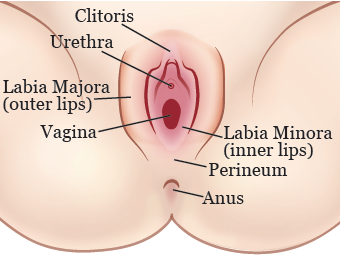best of Back Vulva in