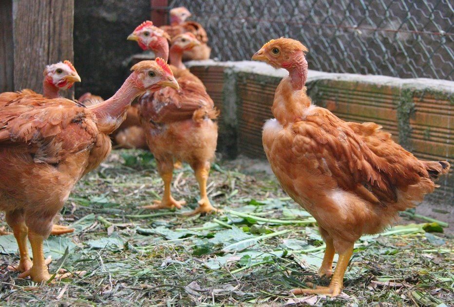 Lumberjack reccomend Chicken breeds turken naked necks
