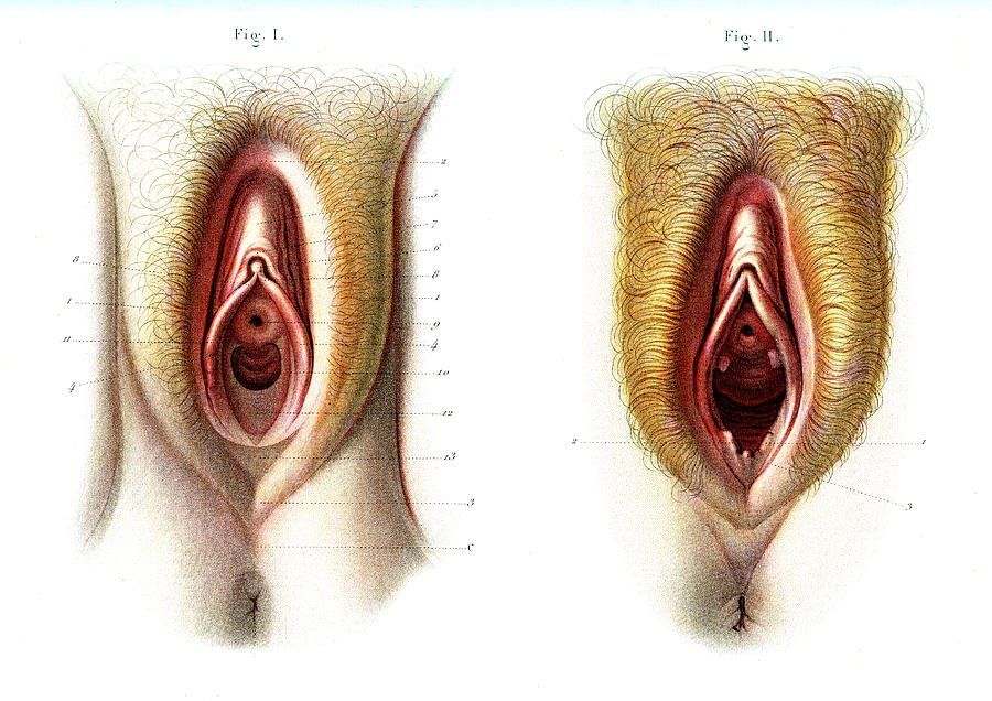 A virgin vagina