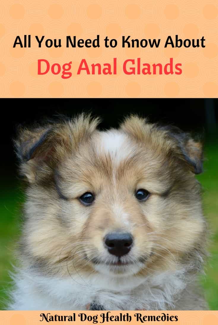 best of For Anal puppies expression