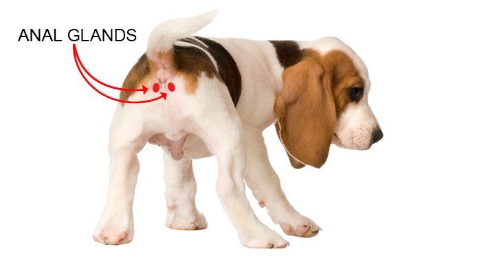 Dead R. reccomend Anal glands and basset hounds