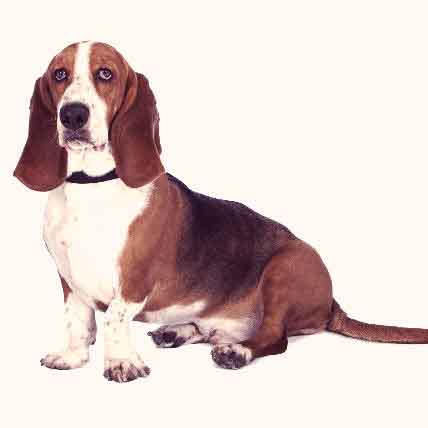 Anal glands and basset hounds