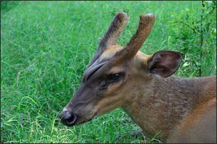 best of Deer/antelope jpeg Asian