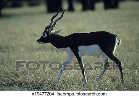 Dandelion reccomend Asian deer/antelope jpeg