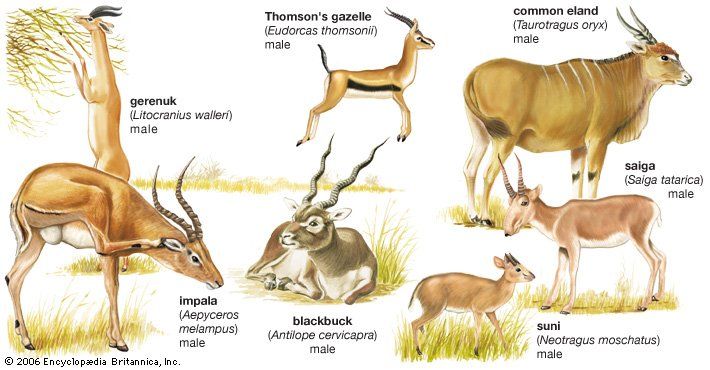 Doctor recommendet jpeg Asian deer/antelope