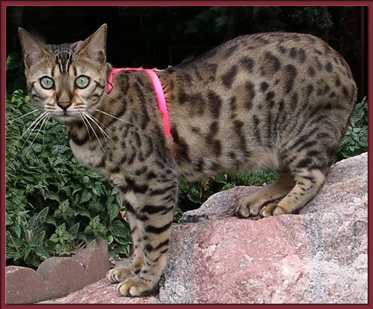 Gunslinger reccomend Asian leopard cattery ontario canada