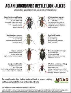 best of Longhorned beetle massachusetts Asian in