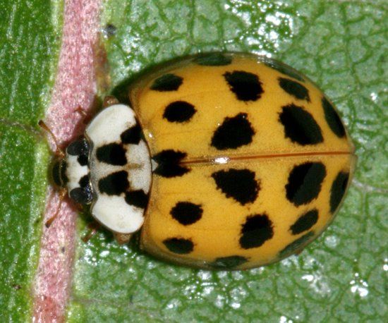Claws reccomend Asian multicolored ladybug