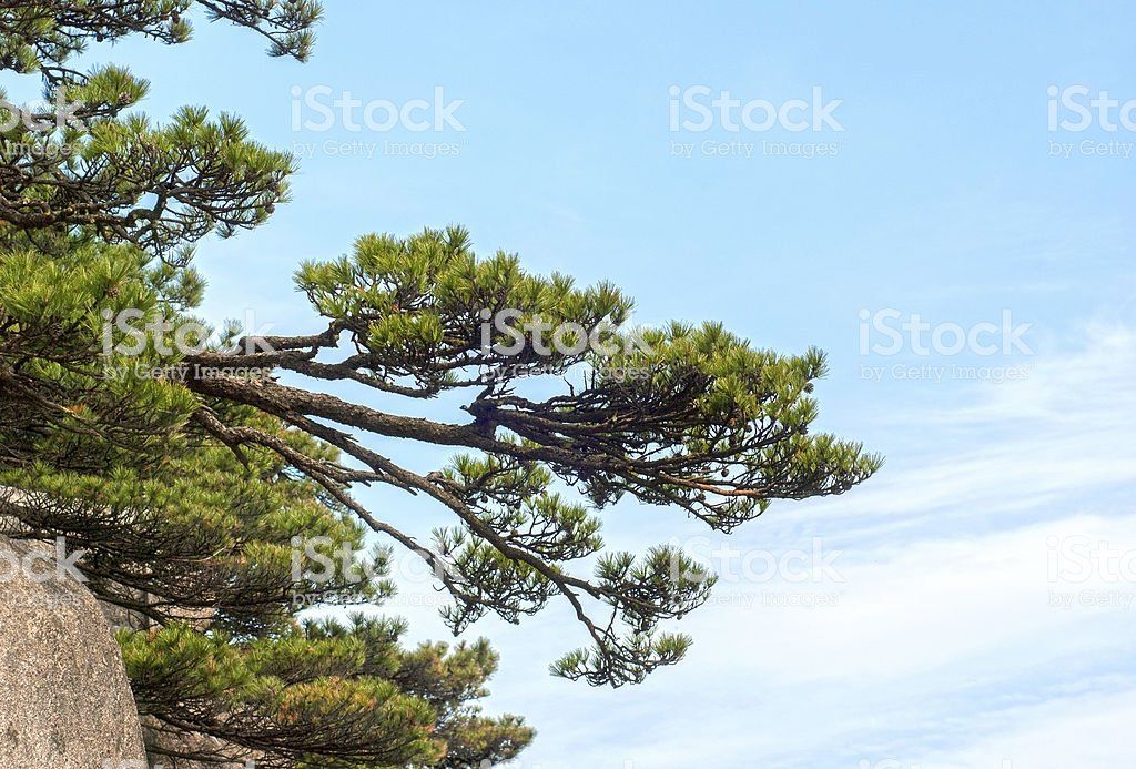 Asian pine trees