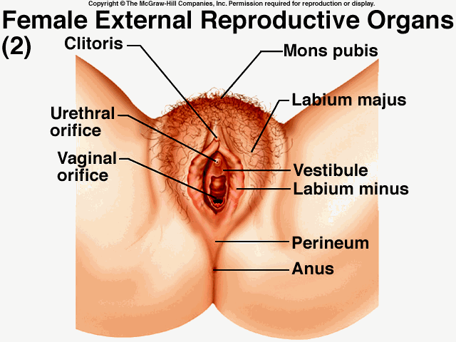 best of Of vagina the human view External