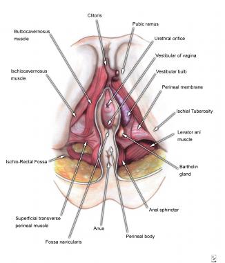 Rectum penetration perineal repair