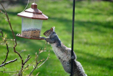 Hedgehog reccomend Swinging squirrel guard
