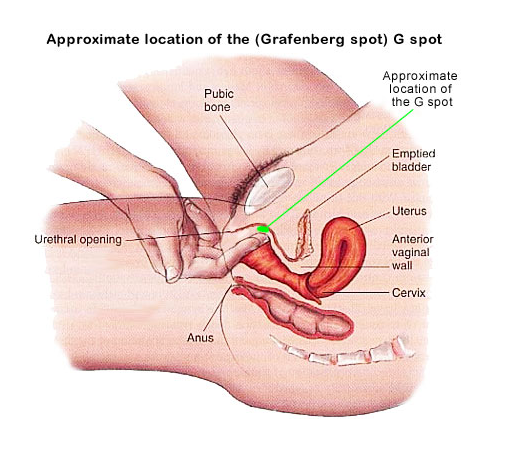 Clitoris g spot diagram