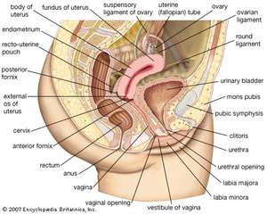 Wishbone reccomend Vagina digestive organ