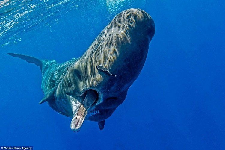 Judge reccomend Unique things about the sperm whale