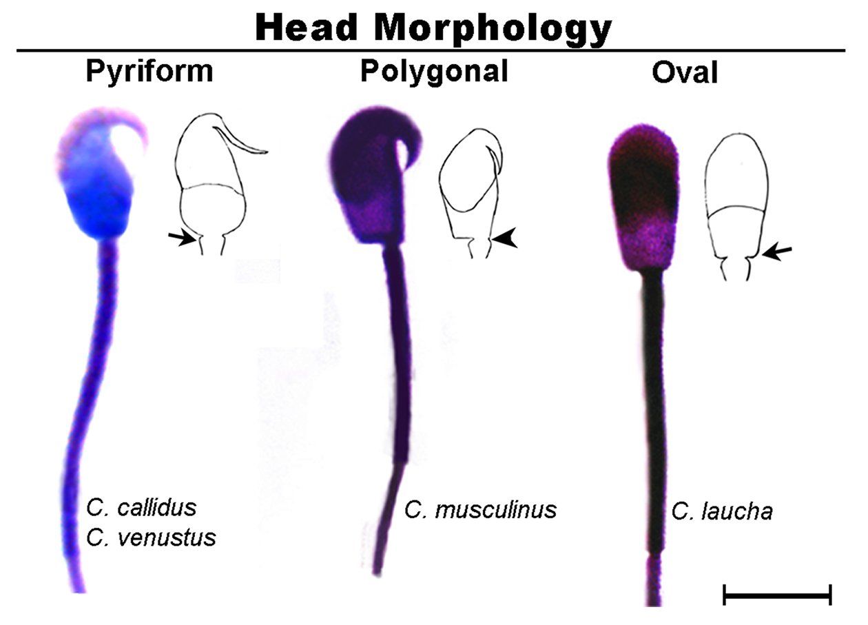 Rodent sperm morphology