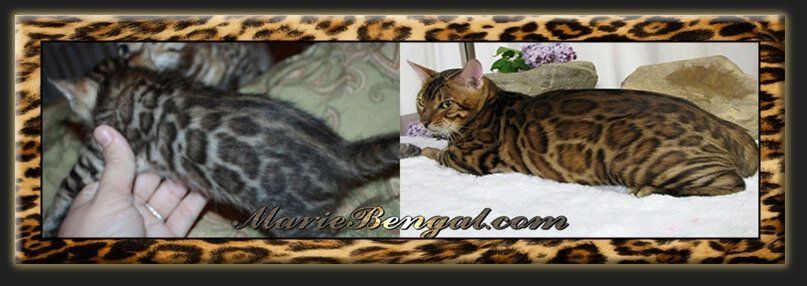 Miss reccomend Asian leopard cattery ontario canada
