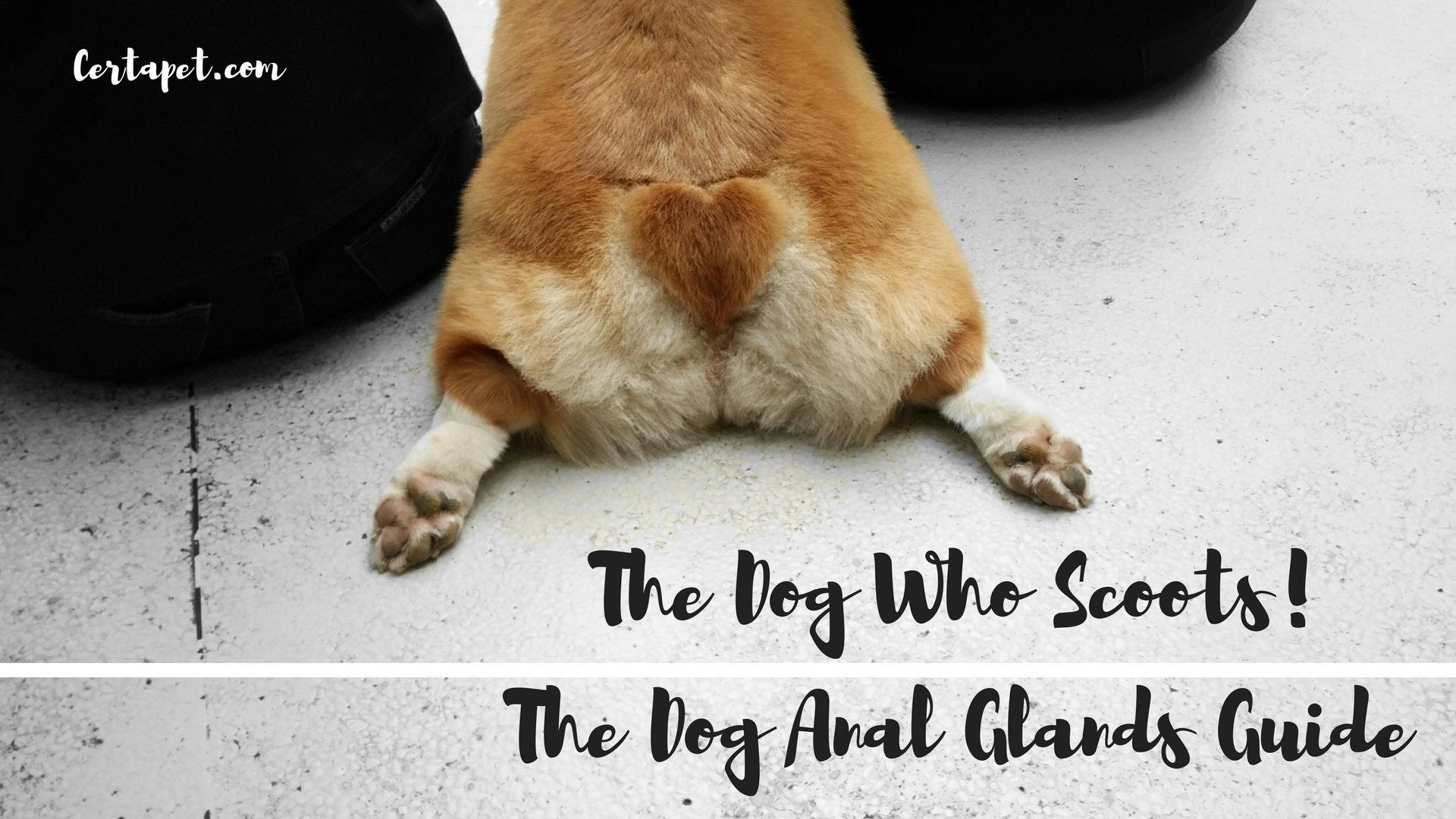 best of Health glands Canine anal