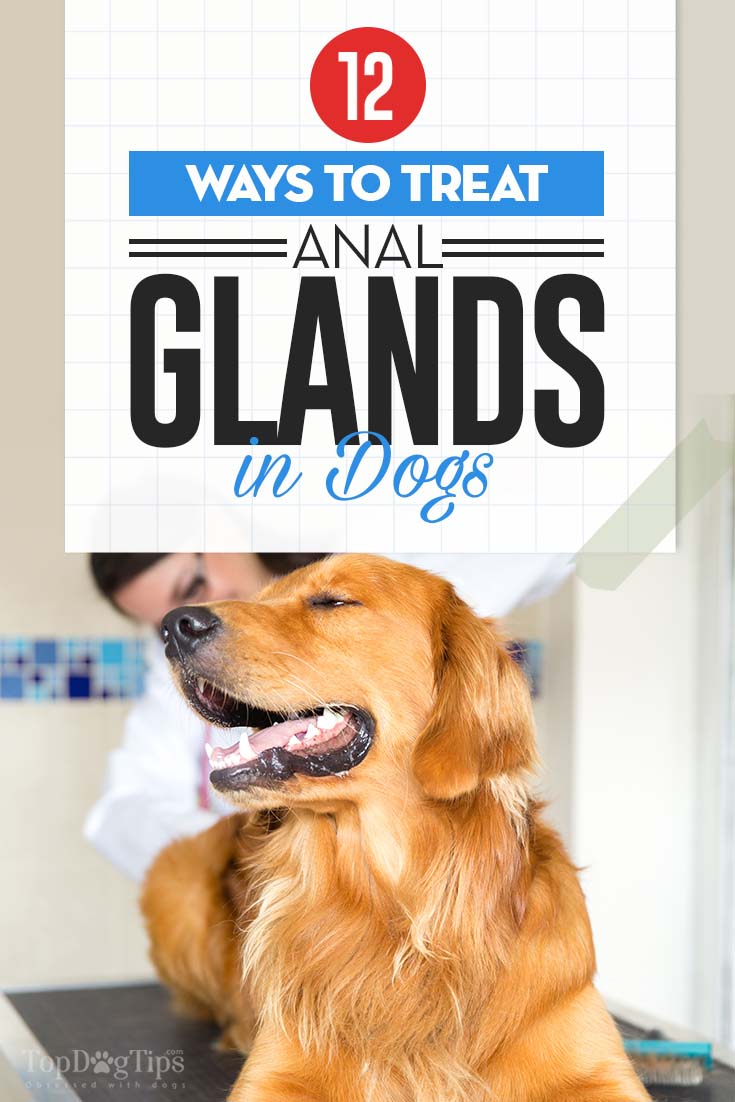 Whiskey reccomend Canine health anal glands