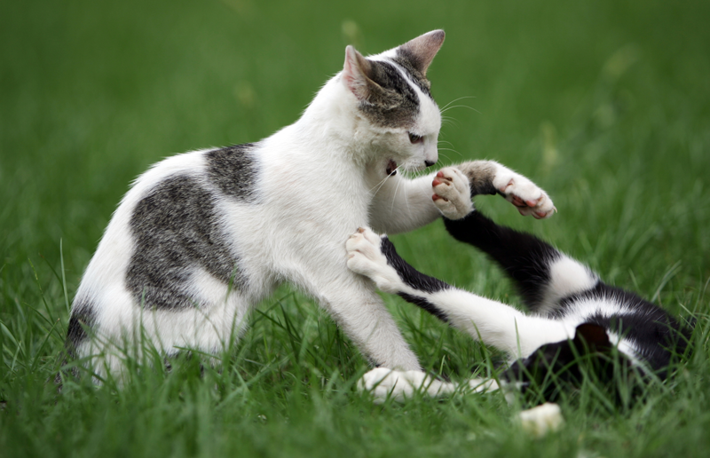 Cat fighting mature