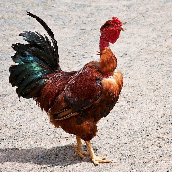 best of Turken necks breeds Chicken naked