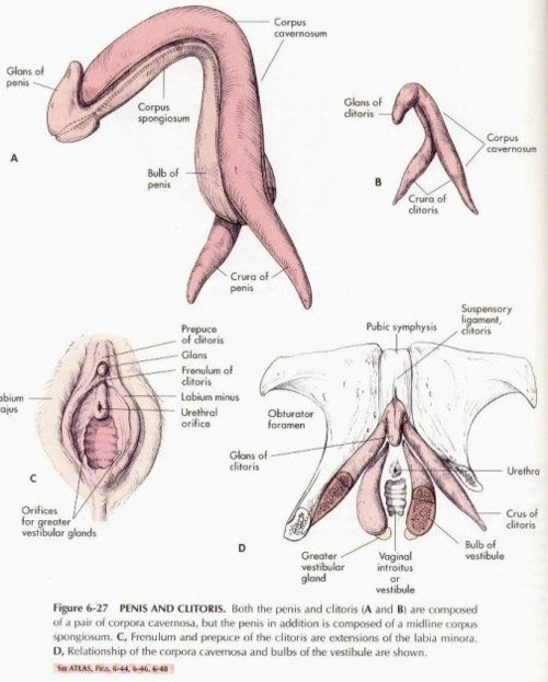 The P. reccomend Size of a clitoris