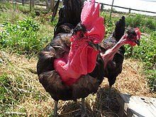 Chicken breeds turken naked necks