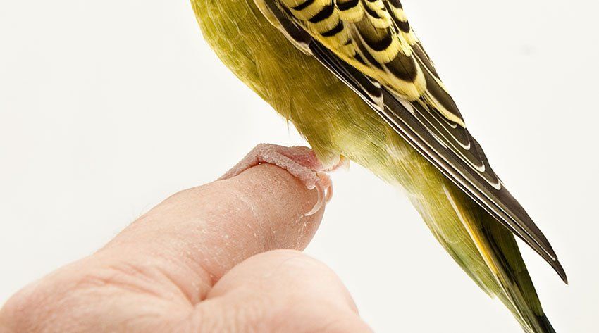 Parakeet with diarrhea and plucking feathers around anus