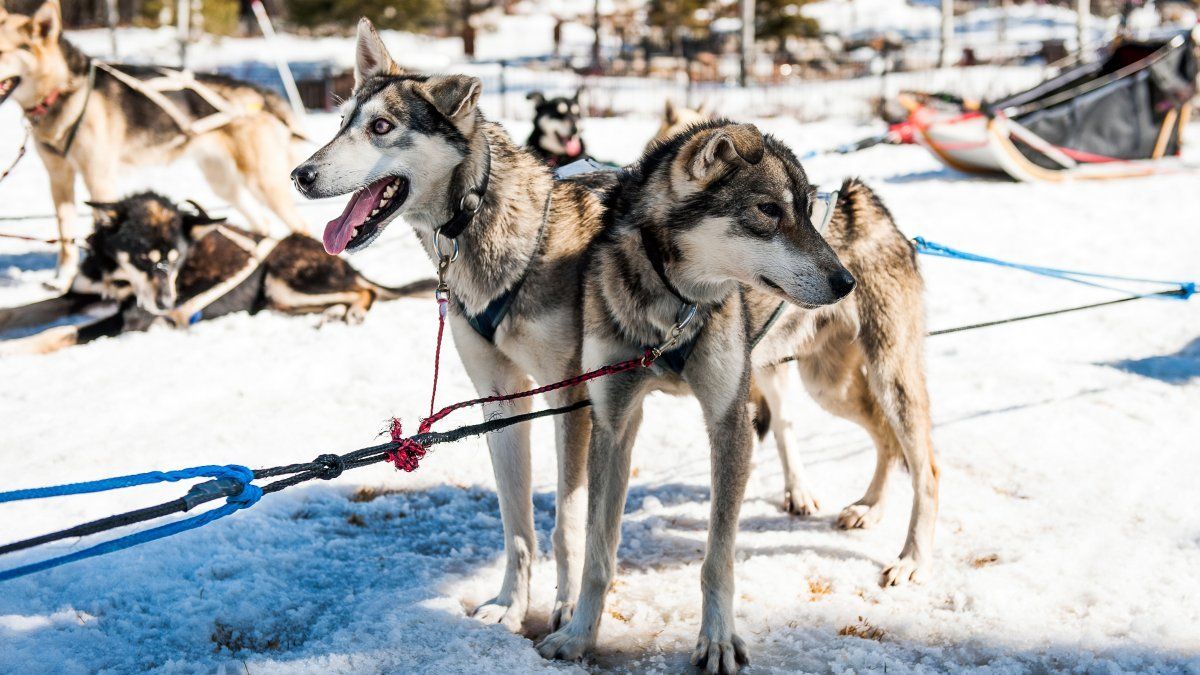 best of Dog sledding about Movies